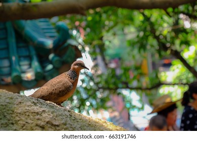 A bird hanging out in a temple in Macau - Shutterstock ID 663191746