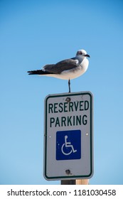 Bird Has Its Own Parking Space, Witty Image