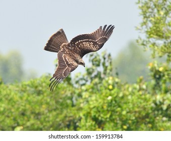 Bird Hawk ( black kite ) flying in the sky  - Shutterstock ID 159913784