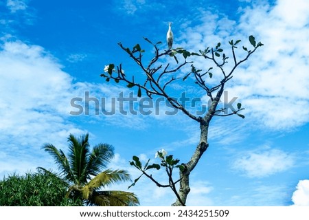Bird heron sits on citrus tree, palm tree on background of blue sky in sunny day. Sri Lanka.