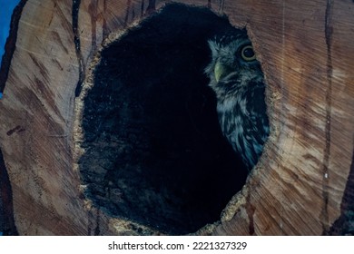 A Bird Hiding In A Tree Hole