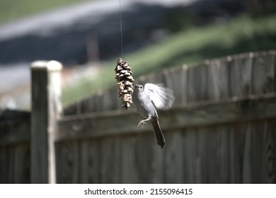 Bird At A Home Made Peanut Butter Bird Seed Pine Cone Bird Feeder