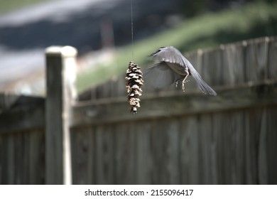 Bird At A Home Made Peanut Butter Bird Seed Pine Cone Bird Feeder