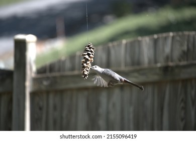 Bird At A Home Made Peanut Butter Bird Seed Pine Cone Bird Feeder