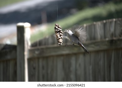 Bird At A Home Made Peanut Butter Bird Seed Pine Cone Bird Feeder