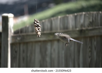 Bird At A Home Made Peanut Butter Bird Seed Pine Cone Bird Feeder