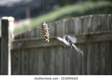 Bird At A Home Made Peanut Butter Bird Seed Pine Cone Bird Feeder