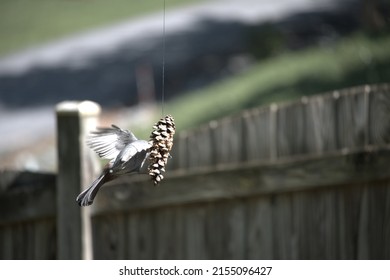 Bird At A Home Made Peanut Butter Bird Seed Pine Cone Bird Feeder