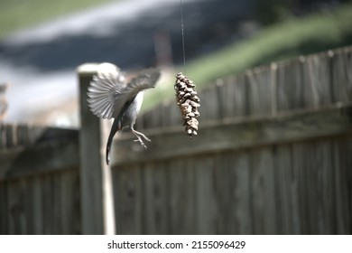 Bird At A Home Made Peanut Butter Bird Seed Pine Cone Bird Feeder