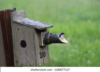 Bird House Blue Jay Stock Photo Edit Now