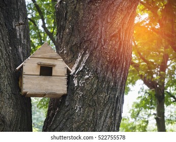 Bird House On A Pine Tree