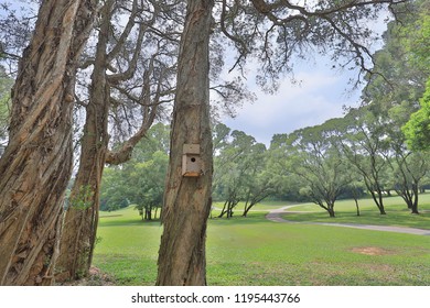 A  Bird Houses In The Park Hog Kong