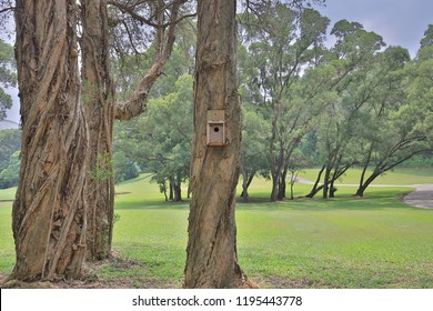 A  Bird Houses In The Park Hog Kong