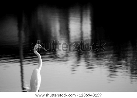 Great crested grebe swimming on a lake