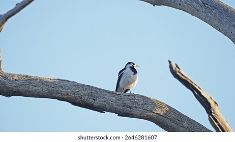 The bird in the image is an Indian pied starling also known as the pied myna or asian pied starling