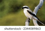 
The bird in the image is a shrike, and the most likely species is the great grey shrike. Other possible species include the lesser grey shrike, grey-backed fiscal, Iberian grey shrike,