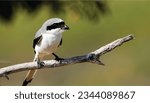 
The bird in the image is a shrike, and the most likely species is the great grey shrike. Other possible species include the lesser grey shrike, grey-backed fiscal, Iberian grey shrike,