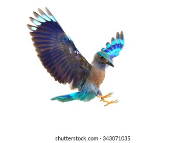 Bird (Indian Roller) isolated on white background