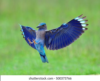 Bird (Indian Roller) , Thailand