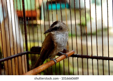 bird inside the cage