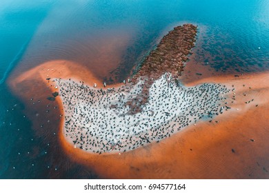 Bird Island. Aerial perspective taken with a drone. - Shutterstock ID 694577164