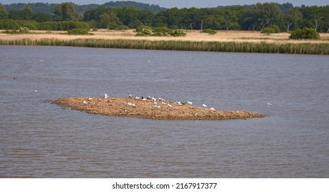 Bird Island In A Nature Reserve                            