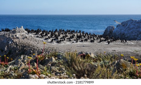 Bird Island At Point Lobos State Natural Reserve Near Big Sur On Highway 1: Thousands Of Cormorants Are On The Rocks. Shot In California, USA.