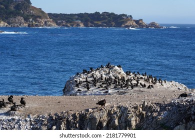 Bird Island At Point Lobos State Natural Reserve Near Big Sur On Highway 1: Thousands Of Cormorants Are On The Rocks. Shot In California, USA.