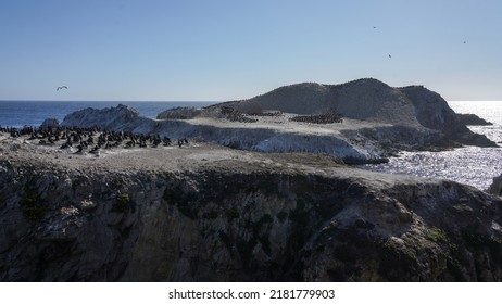 Bird Island At Point Lobos State Natural Reserve Near Big Sur On Highway 1: Thousands Of Cormorants Are On The Rocks. Shot In California, USA.