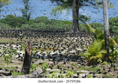 Bird Island Seychelles