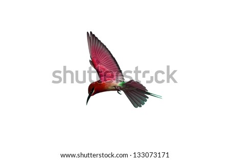 Bird isolated on white background