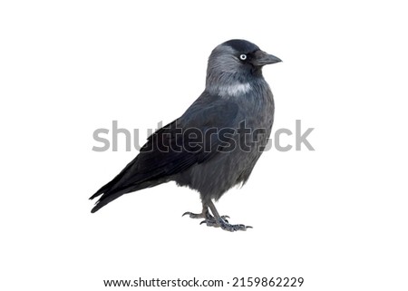 Bird Jackdaw isolated on white background