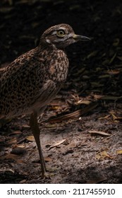 Bird At The Jacksonville Zoo