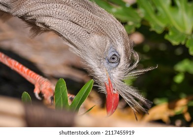 Bird At The Jacksonville Zoo