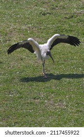 Bird At The Jacksonville Zoo