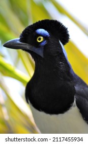 Bird At The Jacksonville Zoo