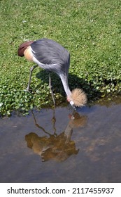 Bird At The Jacksonville Zoo