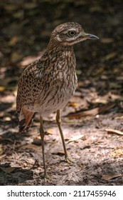 Bird At The Jacksonville Zoo