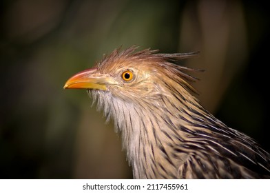 Bird At The Jacksonville Zoo