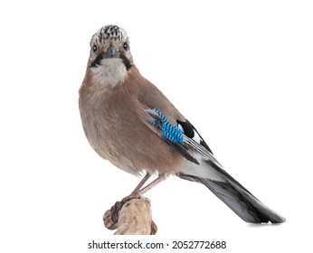 bird jay sits on a tree branch on a white background