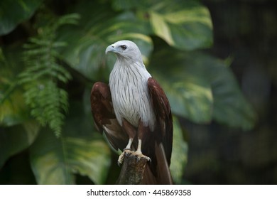 Bird At Jurong Bird Park