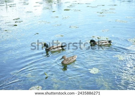 Bird, lake and nature with water, marsh and wildlife for ornithology and birdwatching. Mallard, closeup and animal. with feather, wings and plants in habitat outdoor for ducks and denmark fauna