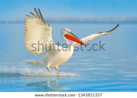 Bird landing to the blue lake water. Bird fly. Dalmatian pelican, Pelecanus crispus, landing in Lake, Turkey. Pelican with open wings. Wildlife scene from European nature.