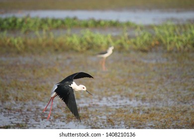 Bird Landing For Find Food At Bueng Boraphet