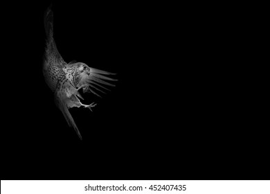 Bird landing. Flying falcon. Black white photo. Black background. Bird: Lesser Kestrel.