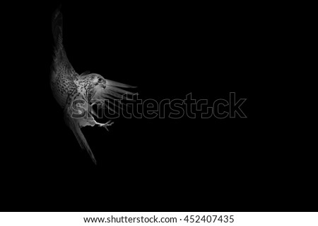 Similar – Image, Stock Photo Flying bird, great tit