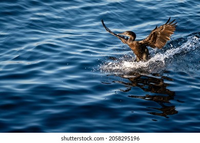 Bird Landing On The Water Close Up