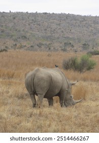 Bird lands on White Rhino while eating in Johannesburg, South Africa 