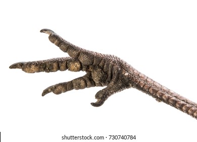 Bird Leg (paw) Isolated On A White A Background