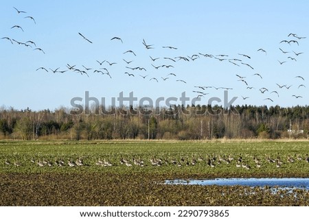 Bird life in early spring, a flock of wild geese foraging in an agricultural field, blue sky background